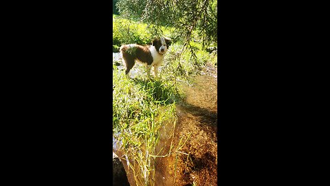 tiny in the creek