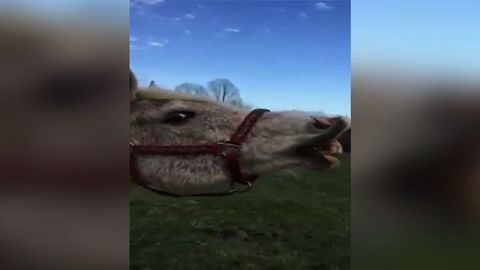 Horse Experiences Ice Cream Brain Freeze