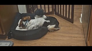 Cute Puppy Moments 11-13-23