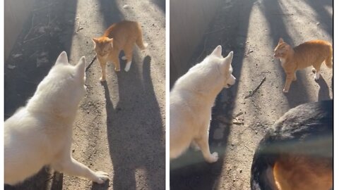 Husky & german shepherd are terrified of cat