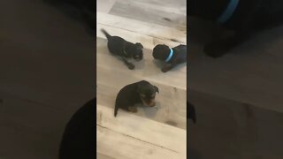 Cute, Cuddly and Clumsy Yorkie Puppies