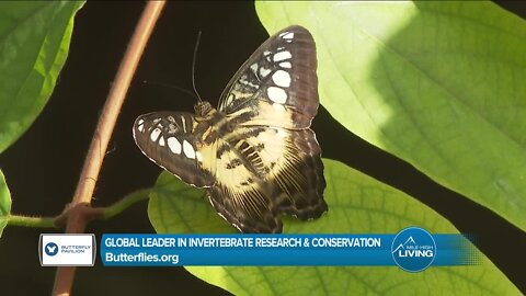 Invertebrate Habitat Conservation // Butterfly Pavillion