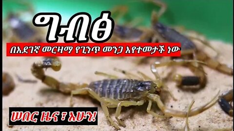 EGYPT : ❗በመርዘኛ ጊንጥ መንጋ ተመታች❗ Attacked by Scorpions