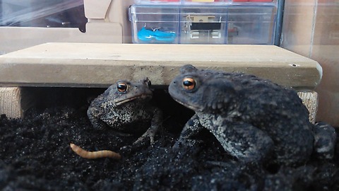 Toad feeding session is surprisingly funny