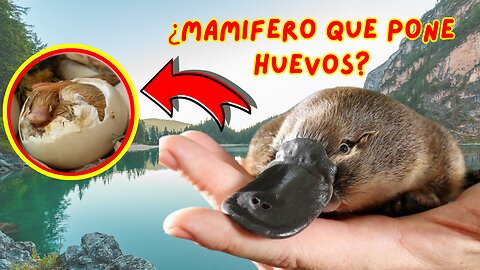 🦔El ORNITORRINCO ¿ANIMAL que pone HUEVOS y POSEE VENENO?