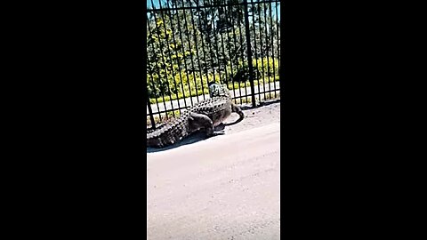 Giant alligator 🐊bends metal fence while forcing its way through