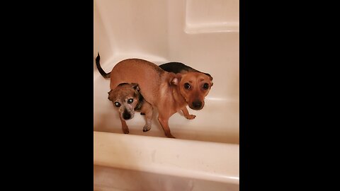 The Dogs Reaction To Knowing It's Bathtime