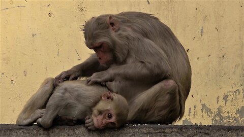 Baby monkey obediently lets mom groom him on a busy street in India