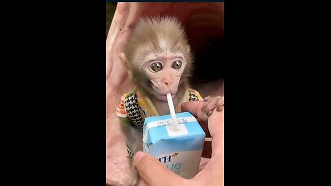 #baby monkey #Short's #rumble Small baby Monkey drink milks #milk