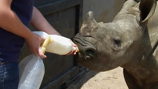 Rhino Orphanage