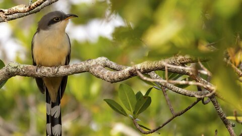 Citizen science to drive upcoming 'Great Backyard Bird Count'