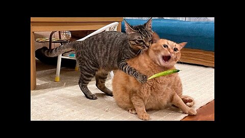 Funny Cats And Dogs Videos 🐱🐶 Funniest Animals - Videos of Funny Animals