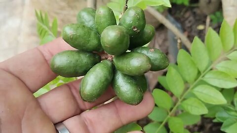 Cambucá mirtilo Emerald fruta do milagre grumixama Cambuci siriguela acerola Okinawa cajá dovialis🇧🇷