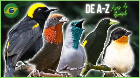 Exemplares de Aves do Brasil - Compilação de Pássaros de A-Z
