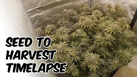 Tropic Lightning SEED TO HARVEST TIMELAPSE! CANNABIS GROW TENT viparspectra ks3000