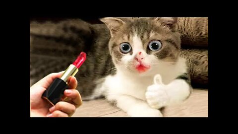 Funniest Cat And Dogs 😂 Funny Animal Videos