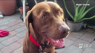GoFundMe started to help Fla. dog fight heartworms