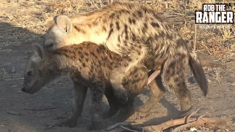 The Other Hyena Den #5 | African Safari Sighting