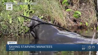Wildlife artist says manatees flocking to area behind art studio