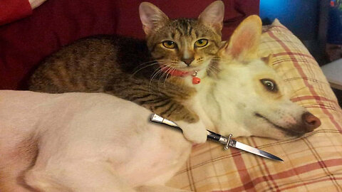 cat threaten a dog with a knife