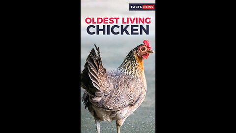 The World's Oldest Living Chicken #factsnews #shorts