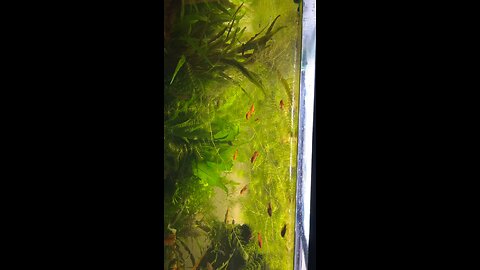 75g Aquarium video