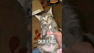 Cute kitten Chloe first meeting