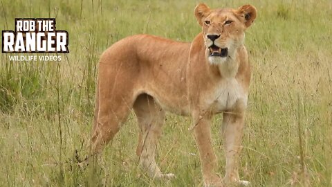 Lioness Stalks Warthogs | Maasai Mara Safari | Zebra Plains