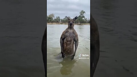 Angry Kangaroo about to throw hands