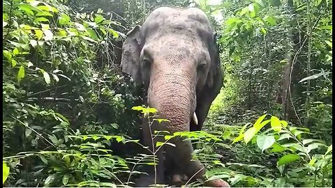 Kaavan Elephant in Cambdia Snacking Before Returning to the Jungle