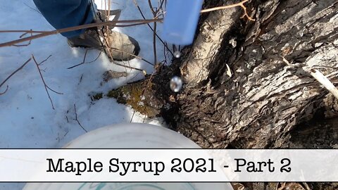 Maple Syrup 2021 - Part 2