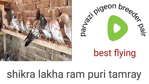 Shikra lakha lal pari pigeon beautiful breeder pair