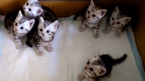 This Bunch Of Kittens Are Curious In Sync
