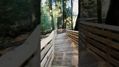 Boardwalk Among Huge Trees tiktok amy doing fun shit