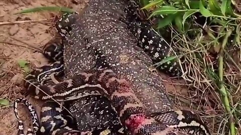 Komodo dragon V's Giant python Bloody Fight