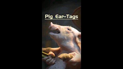 The witch give piggies ear tag