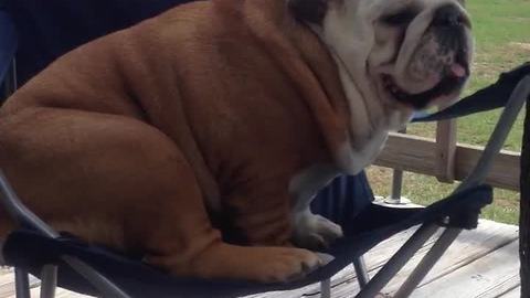 Large bulldog struggles to climb in chair