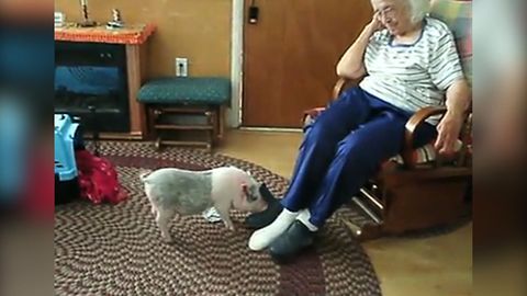 Turns Out That Pet Pigs Are The Next Best Thing