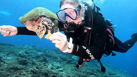 Scuba diver hand feeds friendly Hawksbill turtle in Papua New Guinea