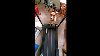 My Chihuahua Playing On a Treadmill