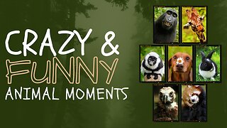 Funny Animals Moments Ep 1
