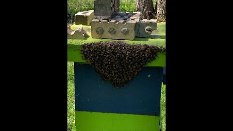 May 9,'20-ARE THESE BEES SWARMING? WE HAVE BEES IN THE TREES! THIS IS ALMOST LIVE AND UN-CUT! 3:30pm