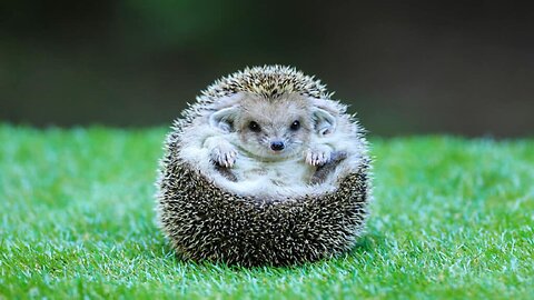 Cute Little Hedgehogs TRY NOT TO AW!