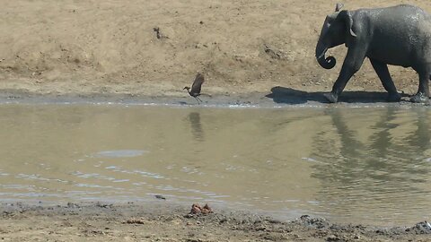 Angry Elephant Picks On Small Bird At Watering Hole