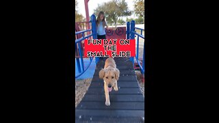 Dog having Fun! (SMALL SLIDE DOES HE DO IT?)