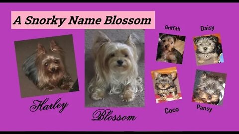 Adventures of A Snorkie Name Blossom
