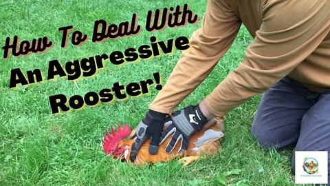 How To Deal With An Aggressive Rooster