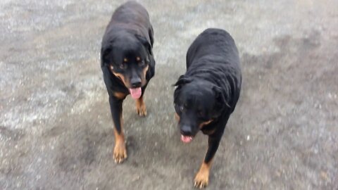 Rottweilers & German Shepherd playing & Zoosa gives the camera her BIG EYES at the End. She's Bossy!