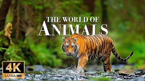 Animals of the world 4k - Beautiful Wildlife Film with Calming Music