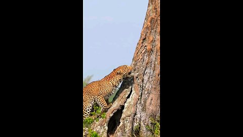 Leopard Climbing tree #wildanimels